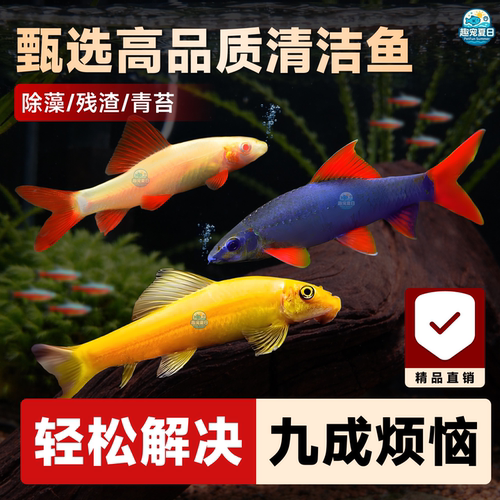 大尺寸清苔鼠金苔鼠鱼热带观赏鱼清道夫鼠鱼鱼缸除藻清洁工具活鱼