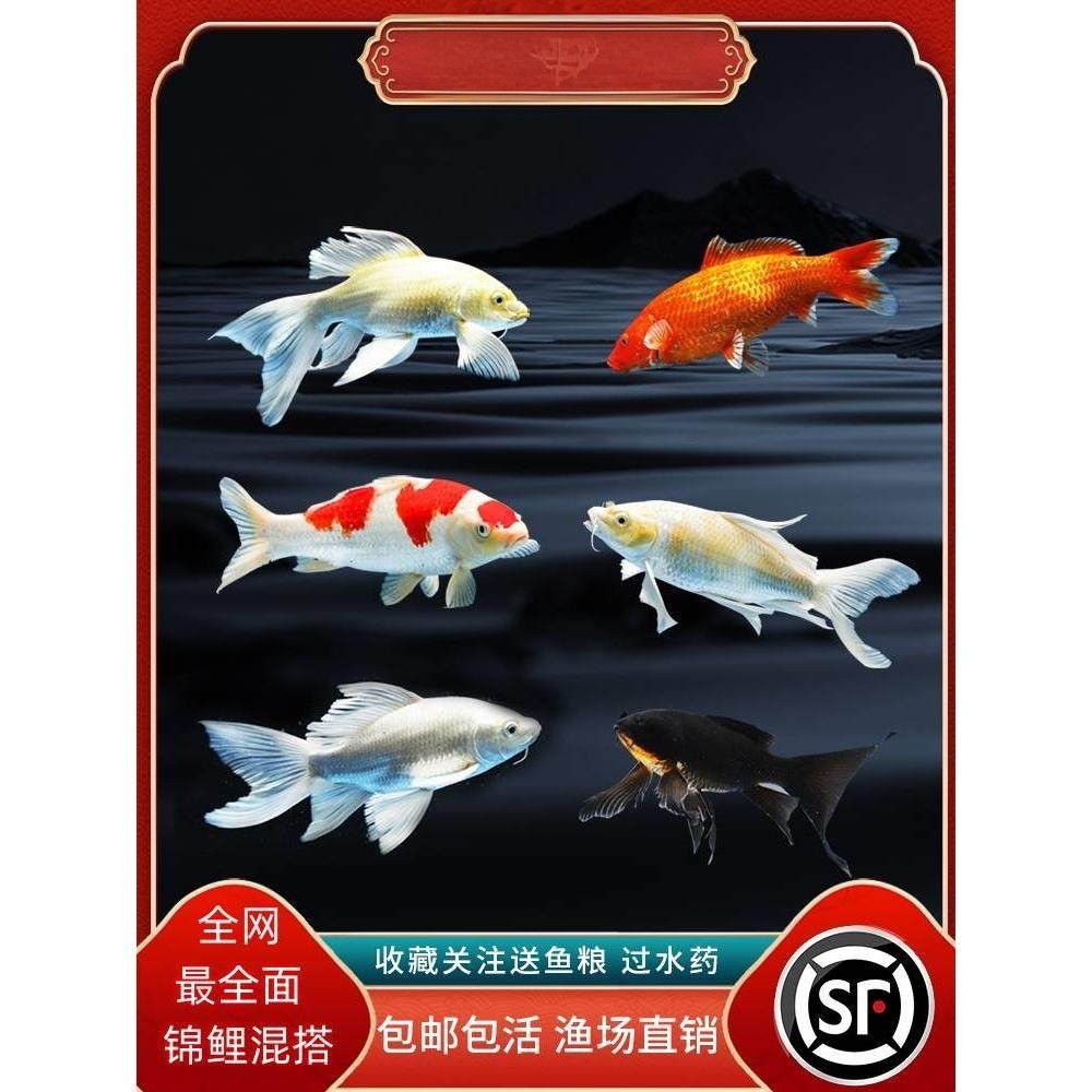 顺丰锦鲤鱼活鱼冷水淡水鱼苗观赏鱼金鱼小型好养耐活纯种红白三色,宠物/宠物食品及用品,鱼,淘宝优惠券,粉丝福利购,淘宝优惠卷