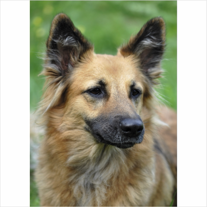 警犬德国牧羊犬海报宠物图客厅走廊墙壁装饰画贴画狼狗贴纸竖版