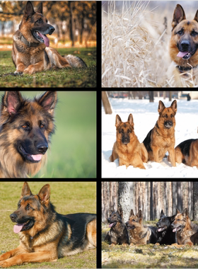 警犬宠物海报 德国牧羊犬图 客厅装饰画墙贴壁画 狼狗警犬图贴纸
