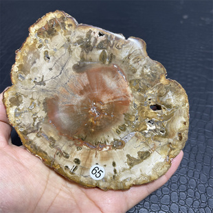 马达加斯加自然奇观木化石切片把玩 玉化古树标本摆件镇纸观赏石