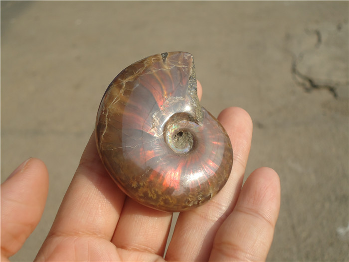 天然斑彩螺化石手把玩摆件 七彩螺原石标本 吸财增能转风水