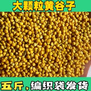 大颗粒新黄谷子带壳小米鸟食鸟粮鹦鹉饲料虎皮牡丹玄凤文鸟 5斤
