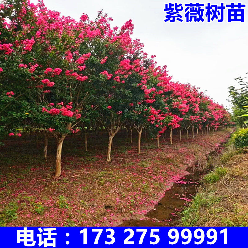 紫薇树苗红火箭百日花