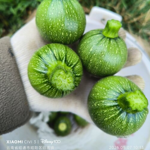 超小小瓜一斤4-6个特小西葫芦新鲜云南小圆瓜甜瓜迷你小瓜袖珍
