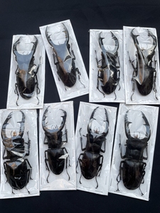 巨颚叉角锹型虫标本Hxarthrius mandibularis锹甲真甲虫巨鄂标本