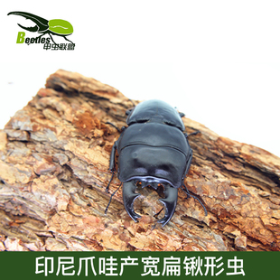 印尼爪哇产 宽扁锹形虫 苏门答腊巨扁另有成虫南洋长戟战神独角仙