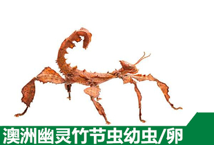 澳洲幽灵竹节虫活体竹节虫卵爬宠活体宠物昆虫叶子虫叶䗛另类宠物