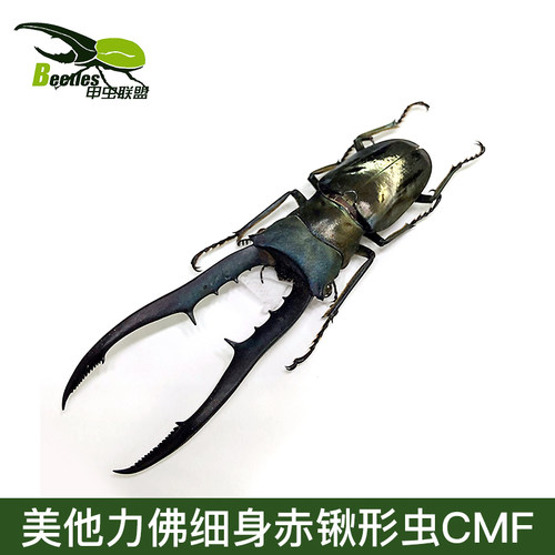 美他力佛细身赤锹形虫CMF 昆虫真虫标本  蝴蝶标本A1品质促销包邮