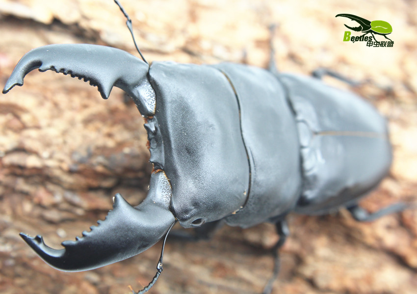 甲虫联盟活体宠物甲虫少量成虫彩虹锹甲长戟大兜虫非洲大黑艳王花