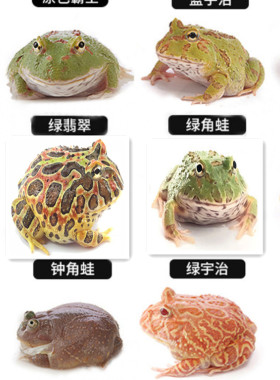 角蛙活体宠物蛙各种颜色