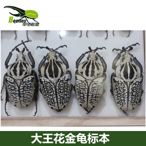非洲大王花金龟标本GOP 甲虫昆虫尸体象甲大锹长戟南洋毛象大兜等