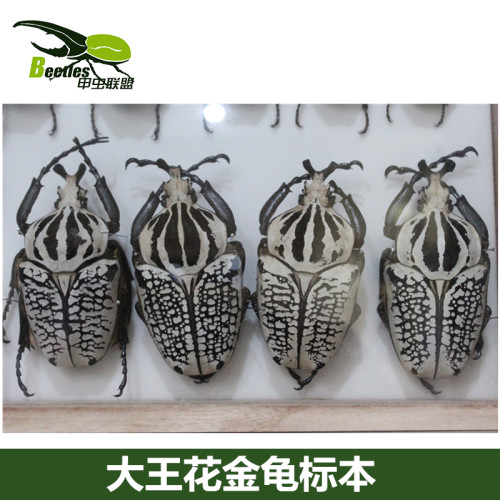 非洲大王花金龟标本GOP 甲虫昆虫尸体象甲大锹长戟南洋毛象大兜等