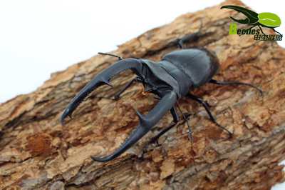 巨鄂叉角锹形虫成虫活体巨颚甲虫另有南洋长戟战神毛象苏门幼虫