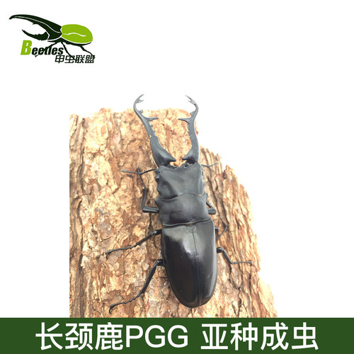 长颈鹿锯锹形虫成虫活体甲虫