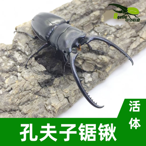 孔夫子锯锹大角锹甲虫独角仙