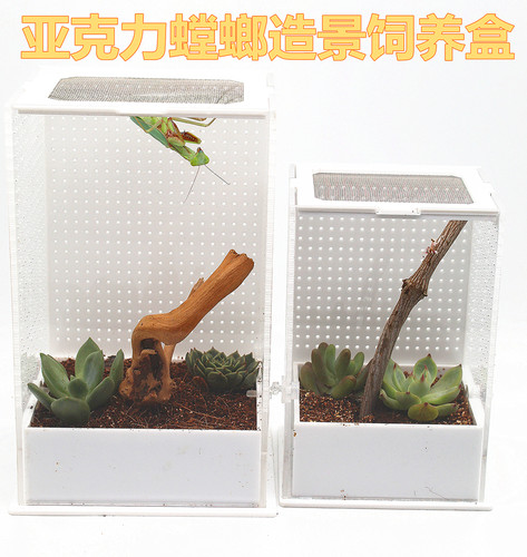 螳螂盒亚克力昆虫饲养盒爬虫螳螂别墅养蜘蛛螳螂螽斯等各种鸣虫