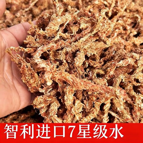 进口七星级智利水苔毛毛虫水苔