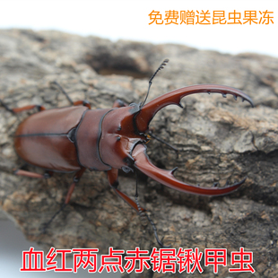 血红两点赤锯锹形虫姬兜独角仙甲虫锹甲战神长戟南洋大兜虫金龟子
