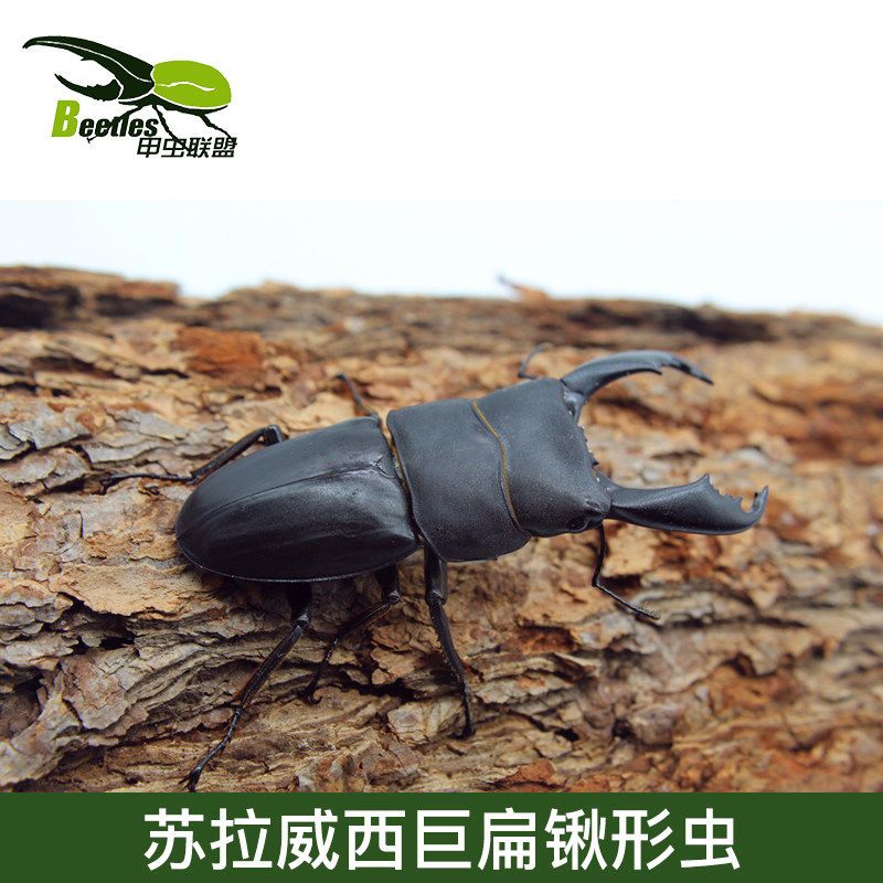 苏拉威西巨扁锹形虫 成虫 单公 单母 幼虫南洋长戟兜虫促销