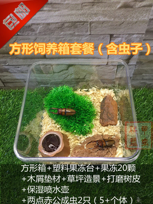 两点赤锯锹形虫儿童礼物