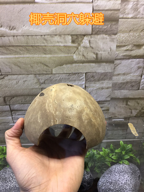 爬虫爬宠躲避洞穴屋椰壳豹纹守宫蜘蛛蝎子甲虫亚克力饲养箱盒造景