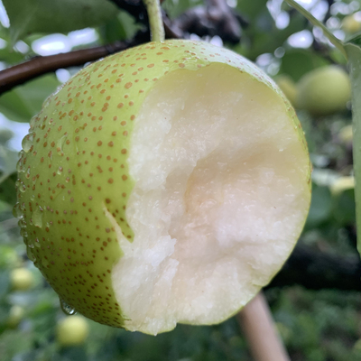 砀山老树皇冠梨砀山梨翠冠梨青梨蜜梨脆甜产地直发梨子顺丰