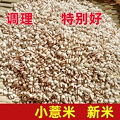 精选纯正农家自种小粒薏米薏仁米薏米仁健康祛湿五谷杂粮新货250g