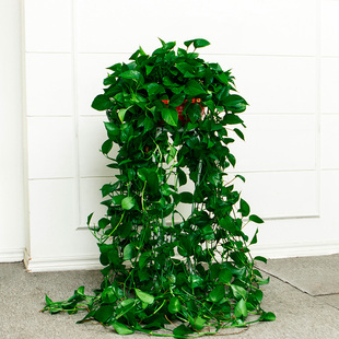 绿萝长藤款 盆栽植物室内吸甲醛净化空气吊兰大叶花卉水培大盆绿植