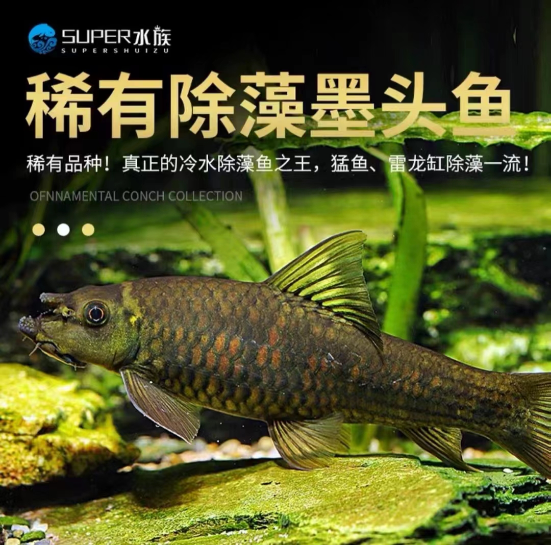 底层鱼冷水鱼淡水鱼除藻鱼