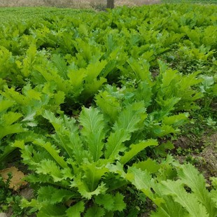 雪里红雪菜新鲜雪里蕻菜农家新鲜蔬菜 可腌制咸菜下饭菜 现摘10斤