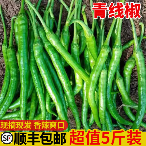 顺丰包邮现摘现发青线椒农家自种辣椒新鲜蔬菜长尖椒二荆条小米椒