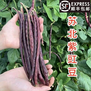 顺丰包邮红豇豆农家自种新鲜红豆角紫刀豆紫豇豆 长豆角当季蔬菜5