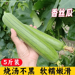 【顺丰】江苏奶油香丝瓜新鲜油丝瓜现摘肉丝瓜短棒丝瓜应季蔬菜