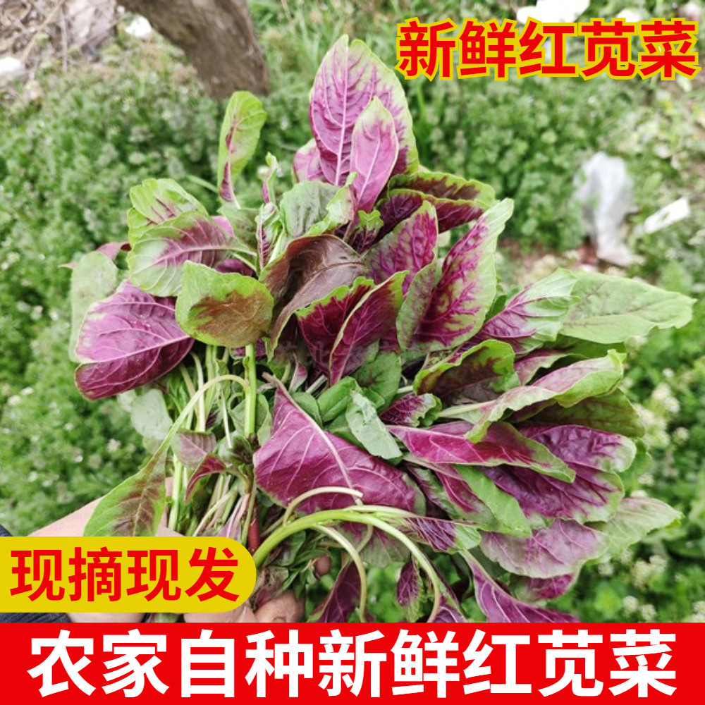 农家自种新鲜蔬菜红苋菜红米苋露天苋菜野菜时令蔬菜3斤