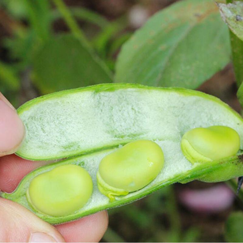 新鲜蚕豆5斤农家带壳生蚕豆罗汉豆兰花胡豆佛青豆荚蔬菜包邮