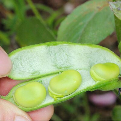 新鲜5斤农家带壳生罗汉豆蔬菜