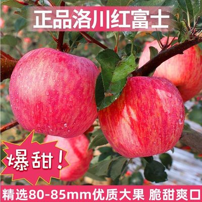 【5A品质大果】正宗洛川苹果