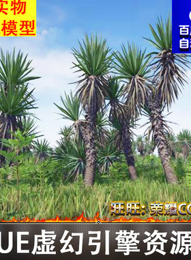 UE5丝兰树植物旱芹花草植被藻类蕨类灌木野菊花石头Yucca Pack