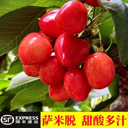 现摘新鲜樱桃金顶红萨米脱樱桃水果孕妇水果顺丰空运胡韩