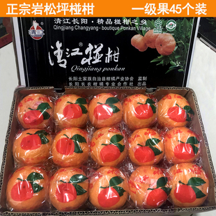 湖北长阳清江岩松坪椪柑一级果45个装当季新鲜水果芦柑脆嫩多汁