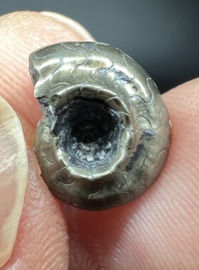 黄铁矿交代菊石化石Ammonite fossil 精品矿物晶体矿物标本矿石