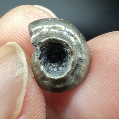 黄铁矿交代菊石化石Ammonite fossil 精品矿物晶体矿物标本矿石