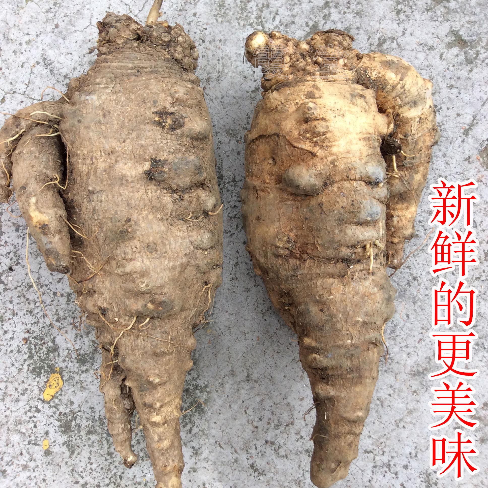 四叶参野生新鲜山海螺羊乳奶参传统产妇产后增奶水汤料乳汁少不够