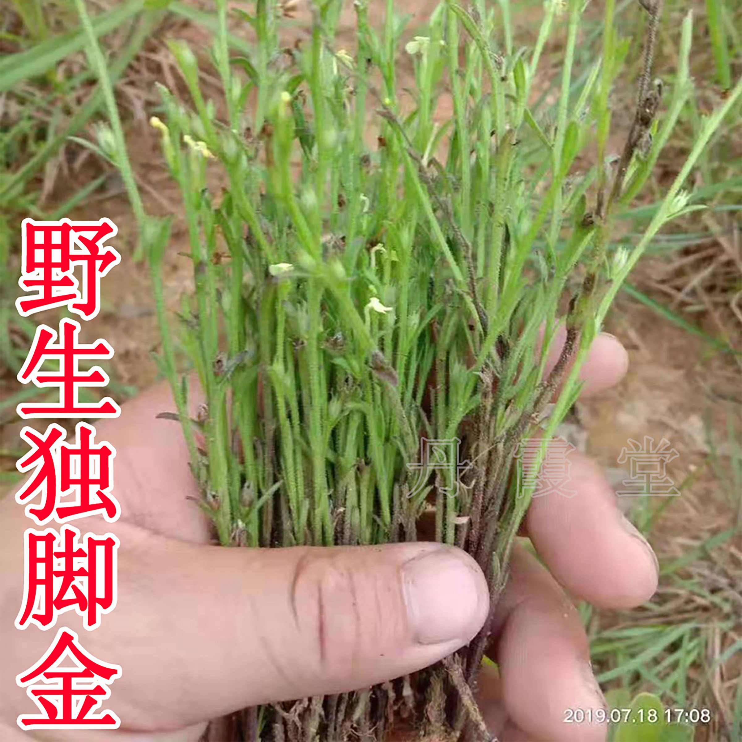 野生独脚金疳积草独脚柑传统中药材干品小孩厌食消食儿童食欲差