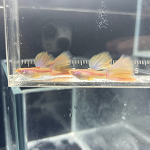 精品金粉孔雀鱼 白子孔雀鱼