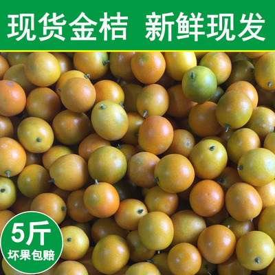 【2025传统麻皮金桔5斤新鲜现摘油皮金钱橘孕妇酸甜水果咳嗽熬膏