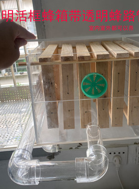 室内透明活框蜂箱养蜂新款直播视频展示家养观赏诱蜂一整套蜂路管