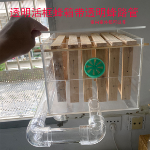 室内透明活框蜂箱养蜂新款直播视频展示家养观赏诱蜂一整套蜂路管