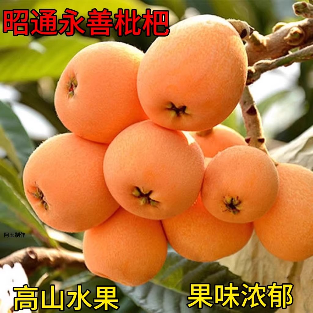 永善黄华高山枇杷露天自然生长农家自种云南昭通当季水果现摘现发